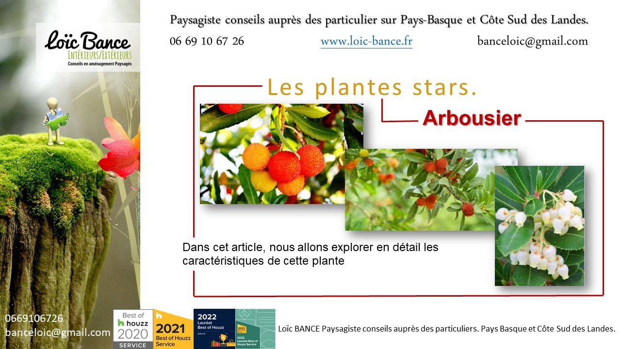 Paysagiste Bayonne. L'arbousier (Arbutus unedo) est une plante ornementale attrayante.