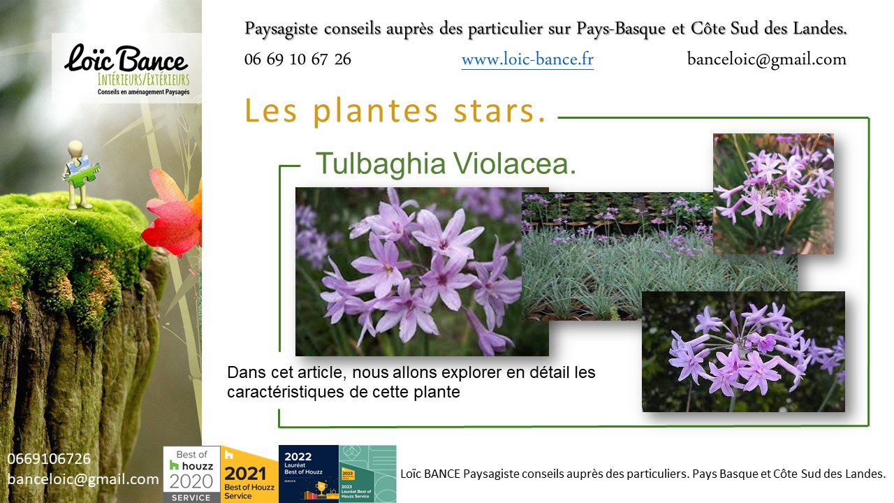 Bayonne paysage, fleurir votre jardin avec la Tulbaghia Violacea plante star de juillet 2024.
